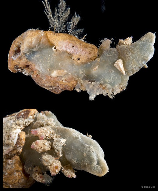 Ascidiacea sp. "Solitary ascidian 23" • © Rene Ong • All Rights Reserved