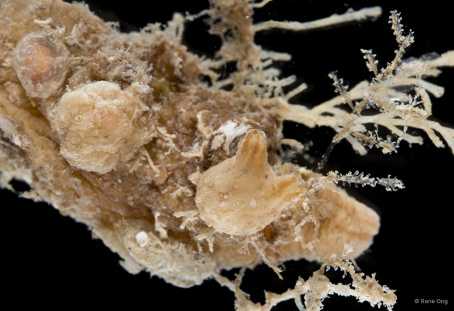 Ascidiacea sp. "Solitary ascidian 24" • © Rene Ong • All Rights Reserved