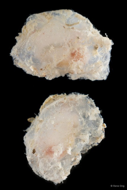 Ascidiacea sp. "Solitary ascidian 25" • © Rene Ong • All Rights Reserved