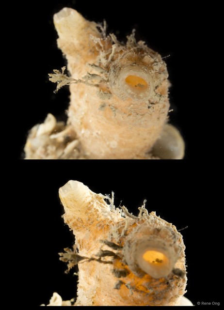 Ascidiacea sp. "Solitary ascidian 26" • © Rene Ong • All Rights Reserved