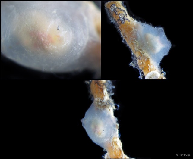 Ascidiacea sp. "Solitary ascidian 27" • © Rene Ong • All Rights Reserved