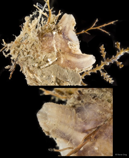 Ascidiacea sp. "Solitary ascidian 28" • © Rene Ong • All Rights Reserved