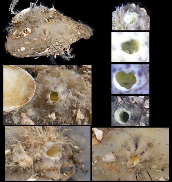 Ascidiacea sp. "Solitary ascidian 29" • © Rene Ong • All Rights Reserved