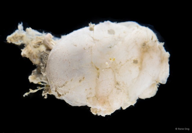 Ascidiacea sp. "Solitary ascidian 3" • © Rene Ong • All Rights Reserved