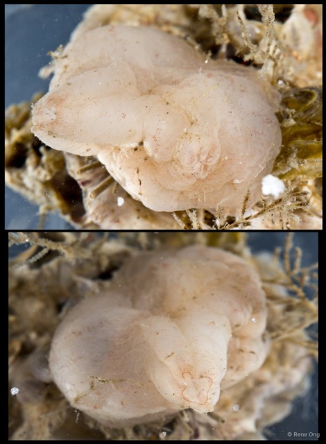 Ascidiacea sp. "Solitary ascidian 30" • © Rene Ong • All Rights Reserved
