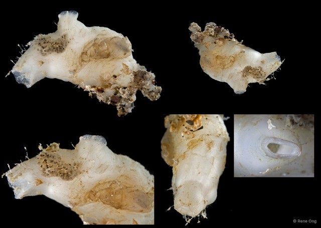 Ascidiacea sp. "Solitary ascidian 31" • © Rene Ong • All Rights Reserved
