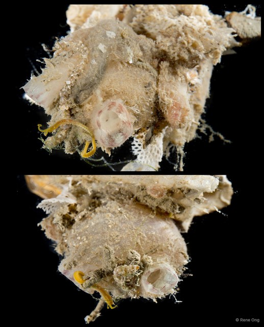 Ascidiacea sp. "Solitary ascidian 32" • © Rene Ong • All Rights Reserved