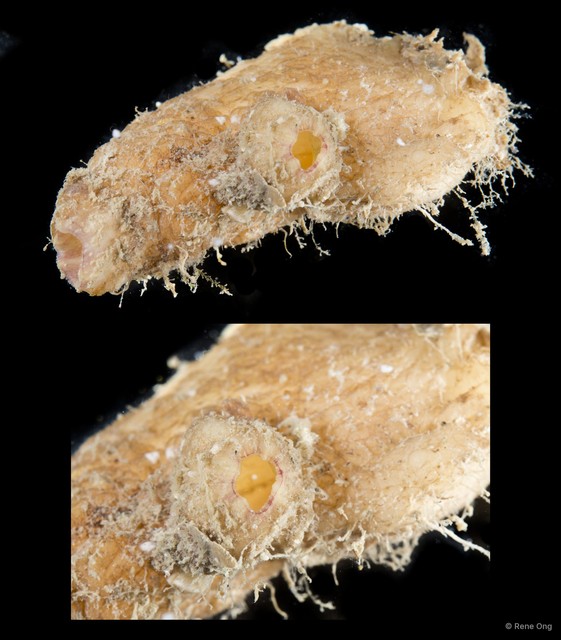 Ascidiacea sp. "Solitary ascidian 33" • © Rene Ong • All Rights Reserved