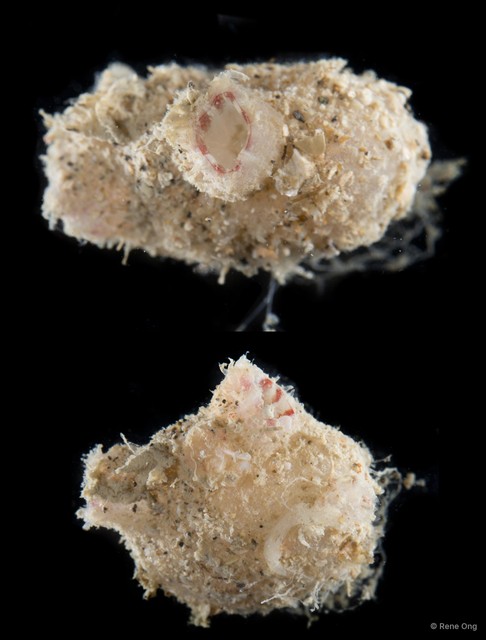 Ascidiacea sp. "Solitary ascidian 34" • © Rene Ong • All Rights Reserved