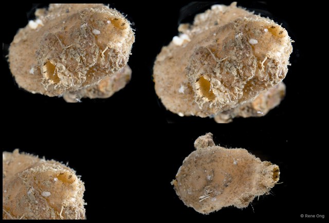Ascidiacea sp. "Solitary ascidian 35" • © Rene Ong • All Rights Reserved