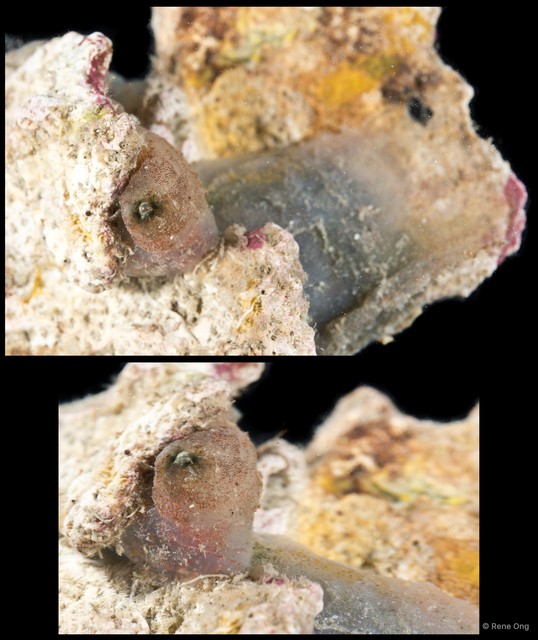 Ascidiacea sp. "Solitary ascidian 36" • © Rene Ong • All Rights Reserved