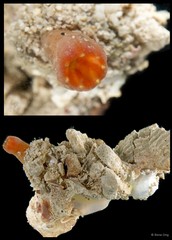 Ascidiacea sp. "Solitary ascidian 37"