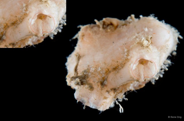 Ascidiacea sp. "Solitary ascidian 4" • © Rene Ong • All Rights Reserved