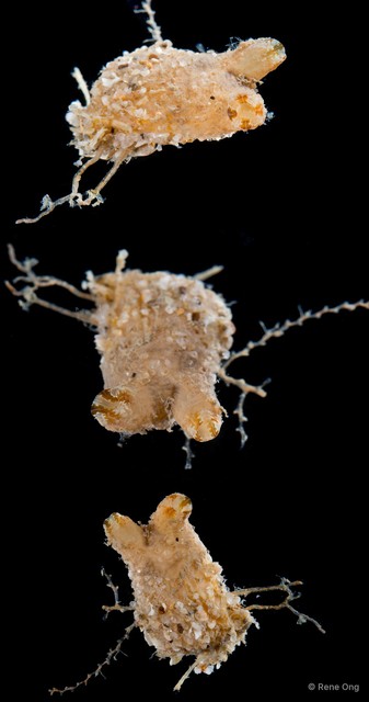 Ascidiacea sp. "Solitary ascidian 5" • © Rene Ong • All Rights Reserved