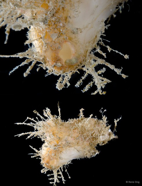 Ascidiacea sp. "Solitary ascidian 6" • © Rene Ong • All Rights Reserved