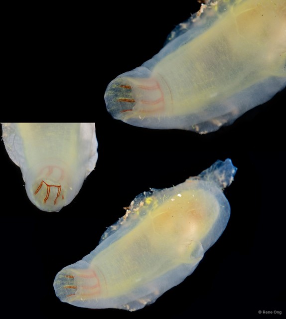 Ascidiacea sp. "Solitary ascidian 7" • © Rene Ong • All Rights Reserved