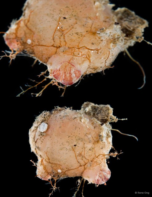 Ascidiacea sp. "Solitary ascidian 9" • © Rene Ong • All Rights Reserved