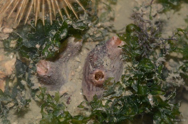 Ascidiacea sp. "Solitary ascidian" • © Rene Ong • All Rights Reserved
