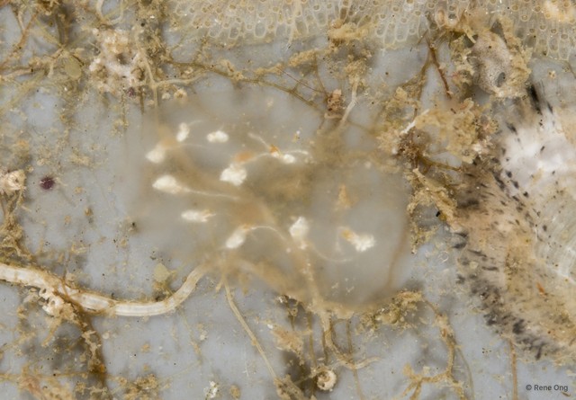 Ascidiacea sp. "Transparent Ascidian 1" • © Rene Ong • All Rights Reserved