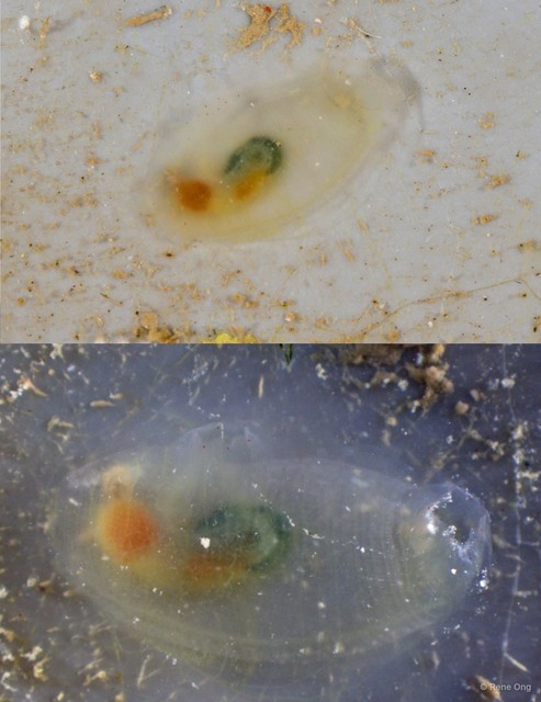 Ascidiacea sp. "Transparent solitary ascidian 2" • © Rene Ong • All Rights Reserved