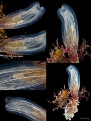 Rhopalaea macrothorax • © Rene Ong • All Rights Reserved