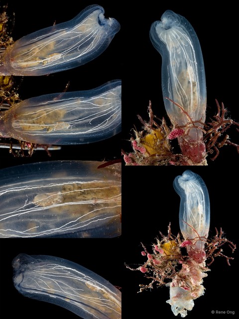 Rhopalaea macrothorax