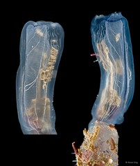 Rhopalaea macrothorax • © Rene Ong • All Rights Reserved