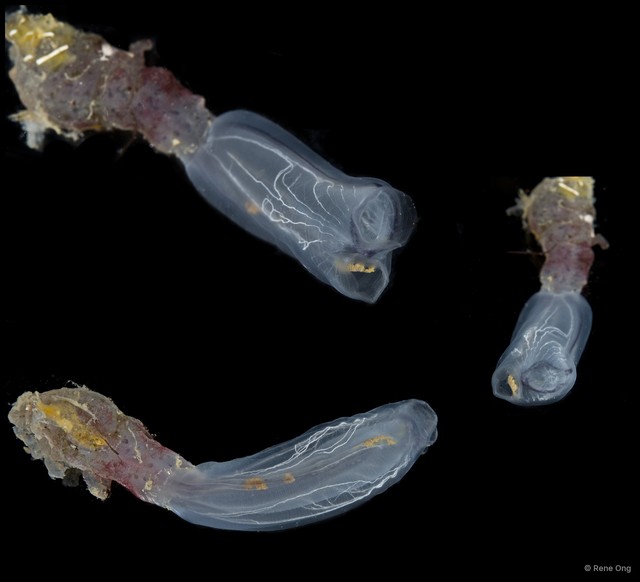 Rhopalaea macrothorax