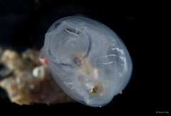 Rhopalaea macrothorax • © Rene Ong • All Rights Reserved