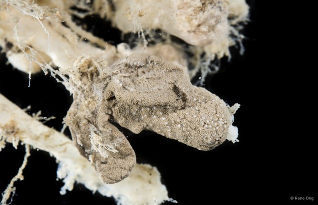 Didemnidae sp. "12" • © Rene Ong • All Rights Reserved