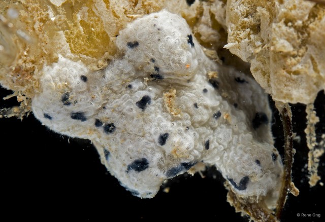 Didemnidae sp. "14" • © Rene Ong • All Rights Reserved
