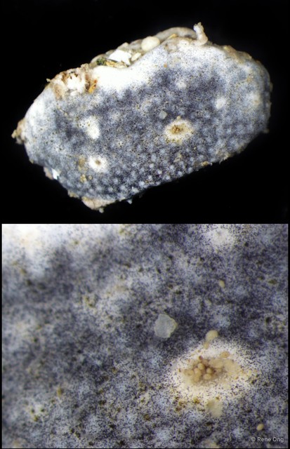Didemnidae sp. "16" • © Rene Ong • All Rights Reserved