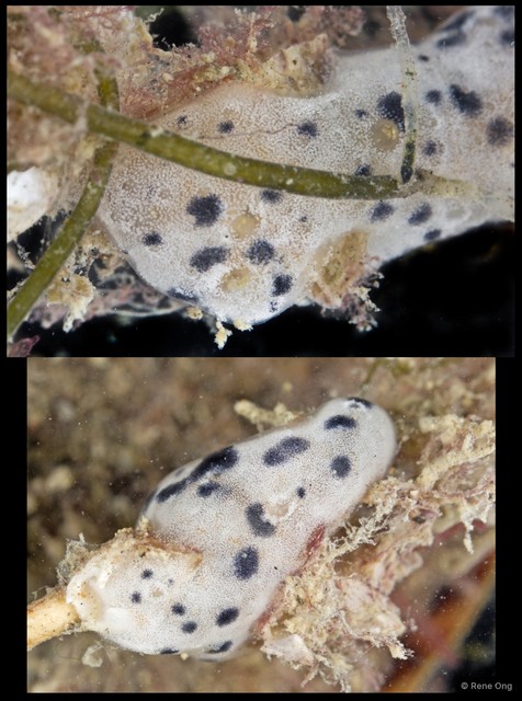 Didemnidae sp. "21" • © Rene Ong • All Rights Reserved