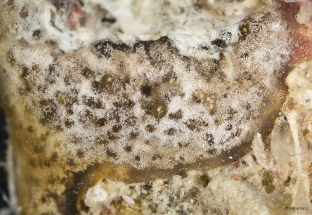 Didemnidae sp. "22" • © Rene Ong • All Rights Reserved
