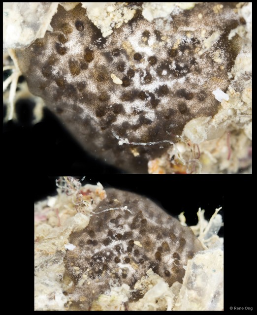 Didemnidae sp. "23" • © Rene Ong • All Rights Reserved