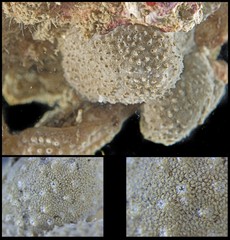 Didemnidae sp. "26"