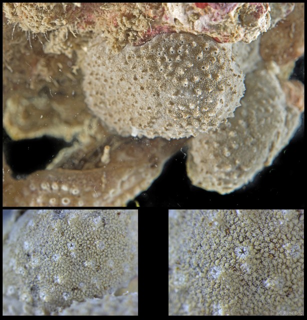 Didemnidae sp. "26" • © Rene Ong • All Rights Reserved