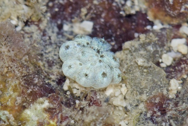Didemnidae sp. "28" • © Rene Ong • All Rights Reserved