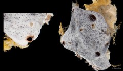 Didemnidae sp. "3"
