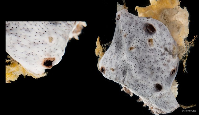 Didemnidae sp. "3" • © Rene Ong • All Rights Reserved
