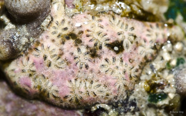 Didemnidae sp. "30" • © Rene Ong • All Rights Reserved