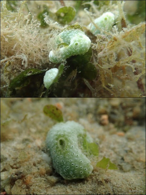 Didemnidae sp. "31a" • © Rene Ong • All Rights Reserved