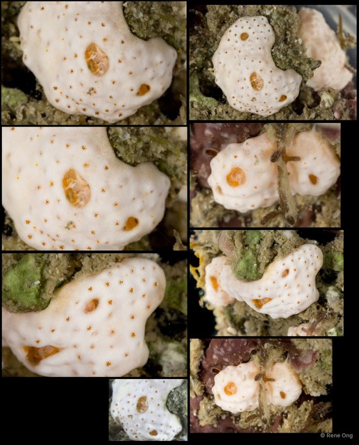 Didemnidae sp. "7" • © Rene Ong • All Rights Reserved