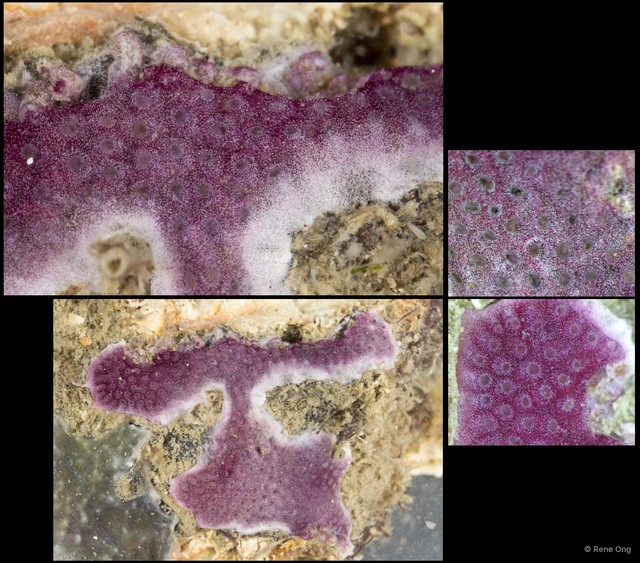 Didemnidae sp. "8" • © Rene Ong • All Rights Reserved