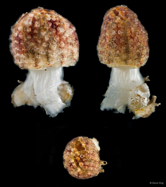 Distaplia mikropnoa • © Rene Ong • All Rights Reserved
