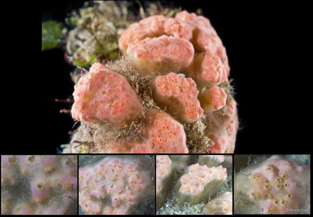 Eudistoma sp. "1" • © Rene Ong • All Rights Reserved