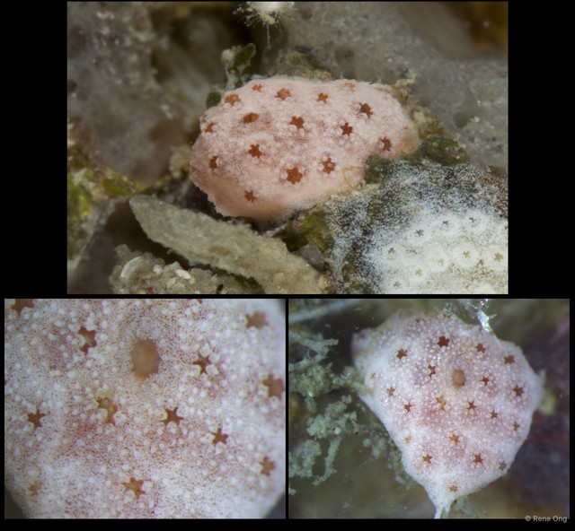 Eudistoma sp. "2" • © Rene Ong • All Rights Reserved