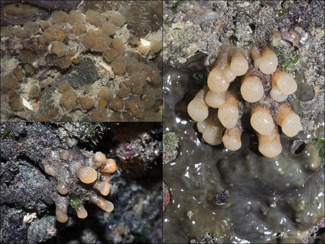 Eudistoma sp. "3f2f0161" • © Ria Tan • All Rights Reserved