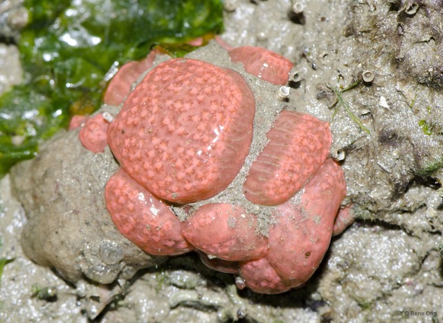 Eudistoma sp. "4" • © Rene Ong • All Rights Reserved