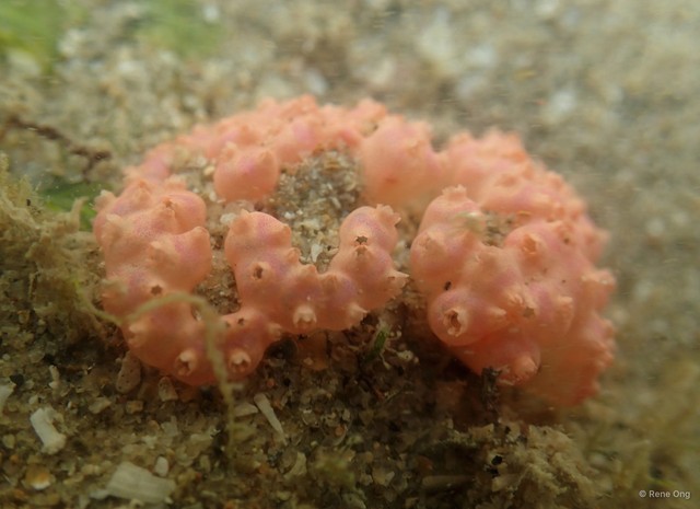 Eudistoma sp. "5" • © Rene Ong • All Rights Reserved